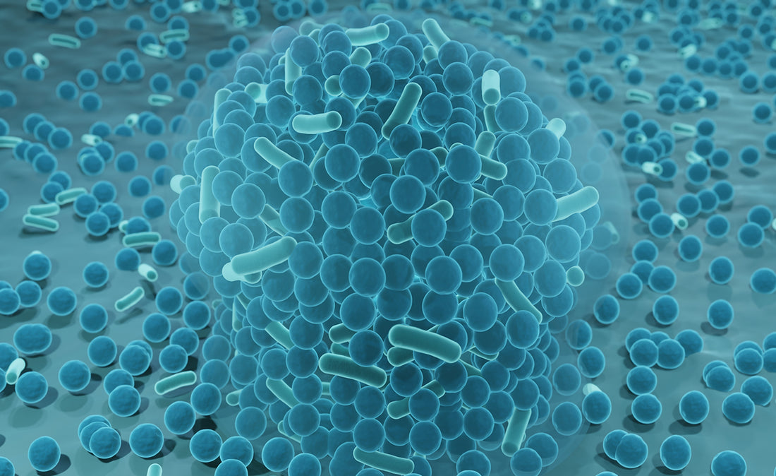 Recurrent UTIs and Their Hidden Cause: The Biofilm Barrier